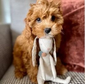 Image for Milo bear I love you!