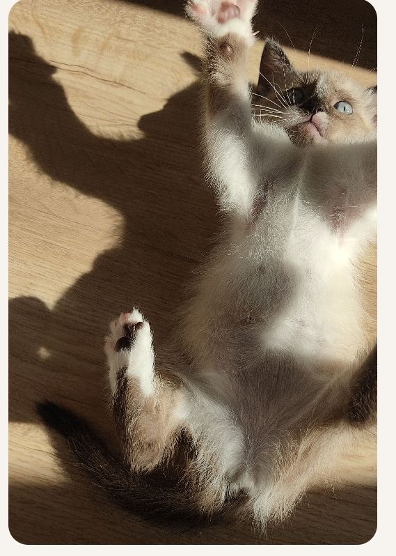 MI GATITA, MEI artwork