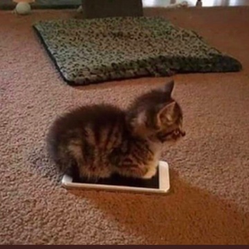Image for For Short Attention Spans