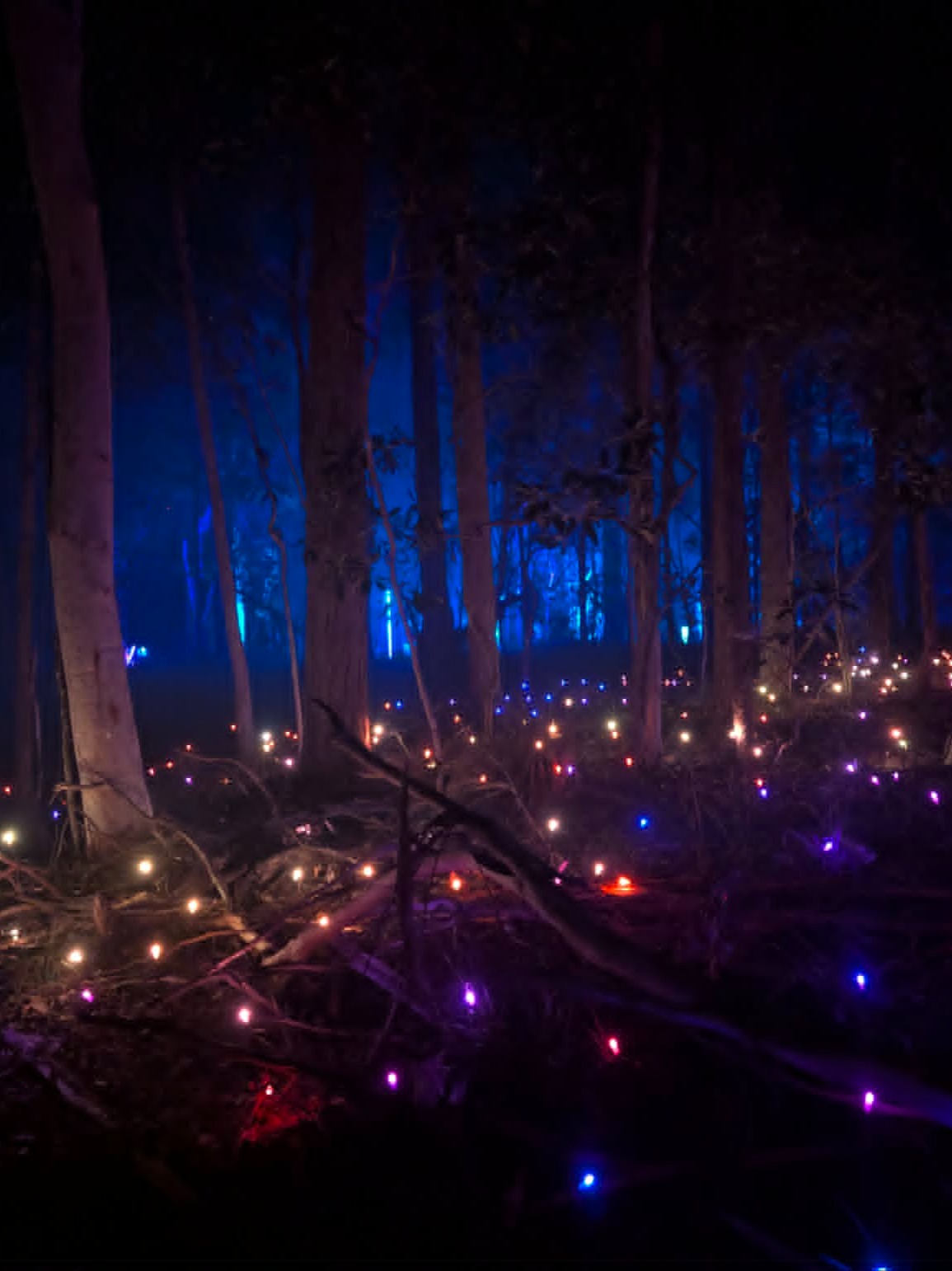 Forest of Light artwork