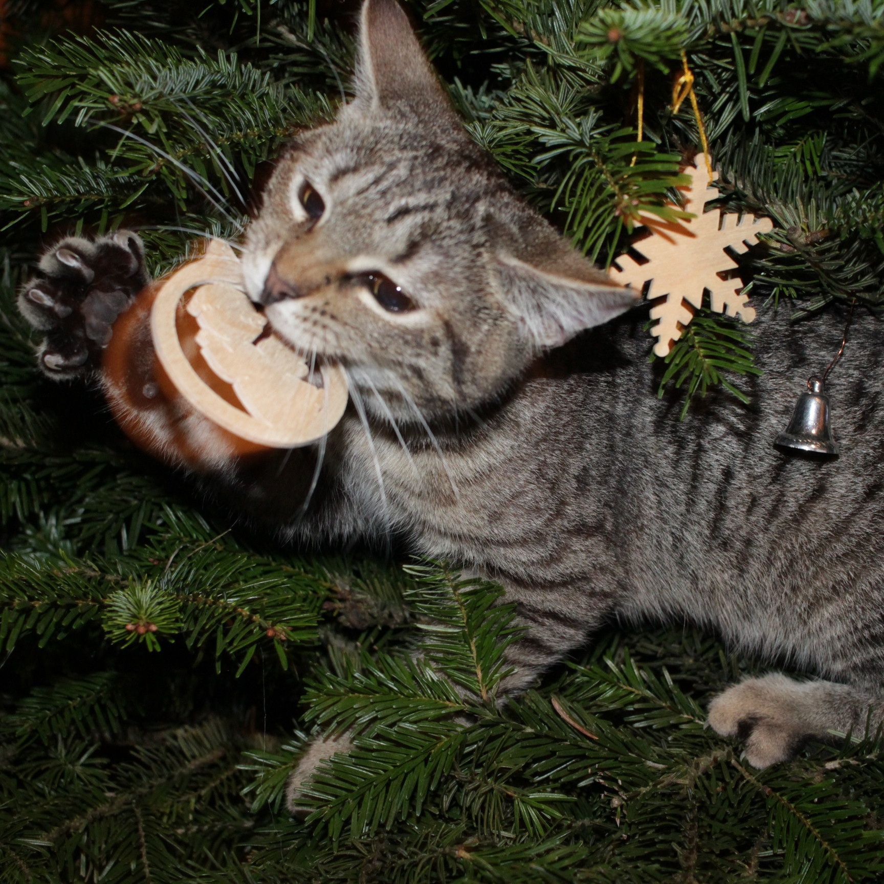 Image for Lyrics without AI