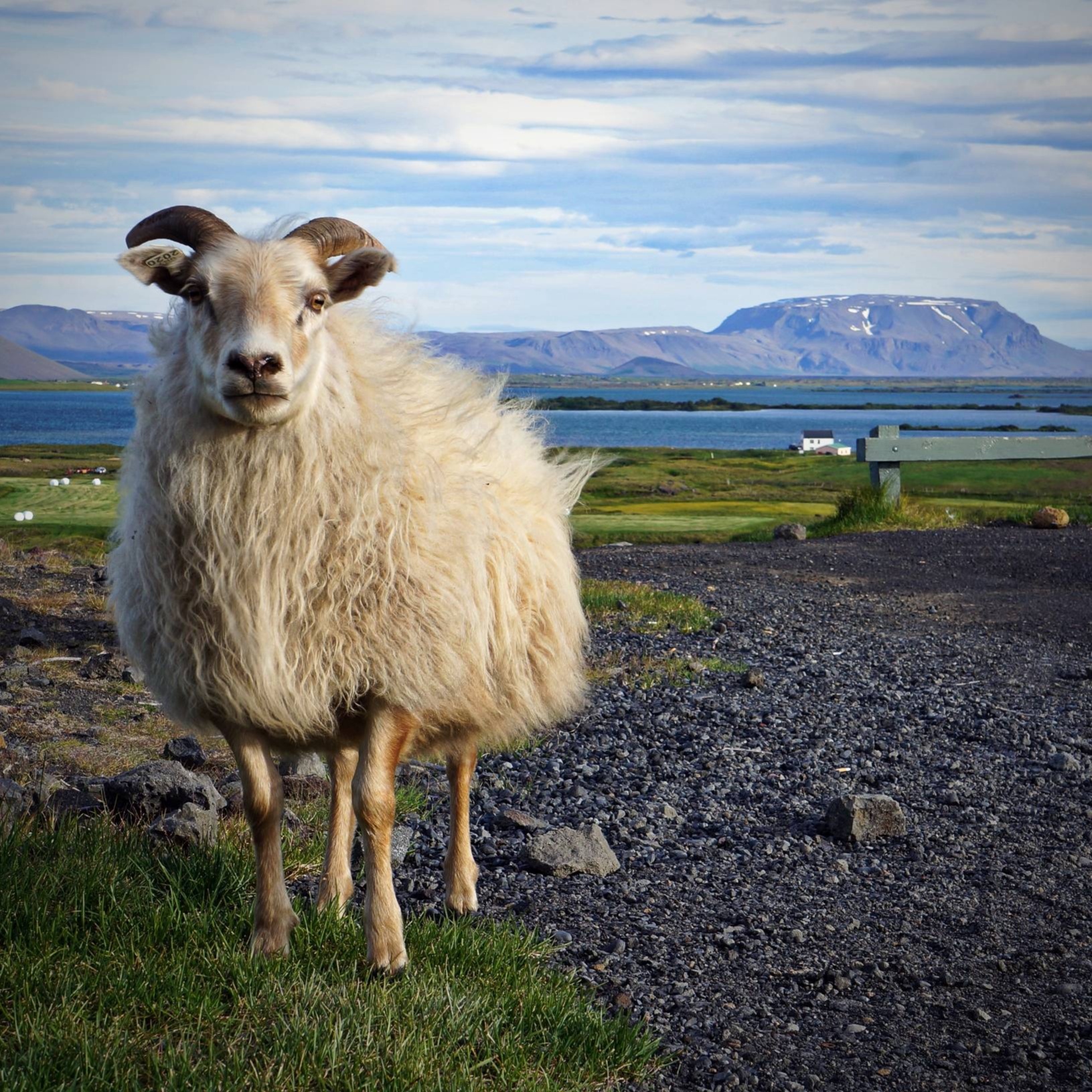 Image for Сигги и Валька песни