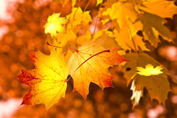 Leaf fall (ambient) artwork