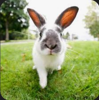 rabbit artwork