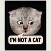 Cover image for I AM NOT A CAT!