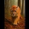 Beast