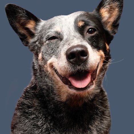 Image for This Is Vuff Vuff