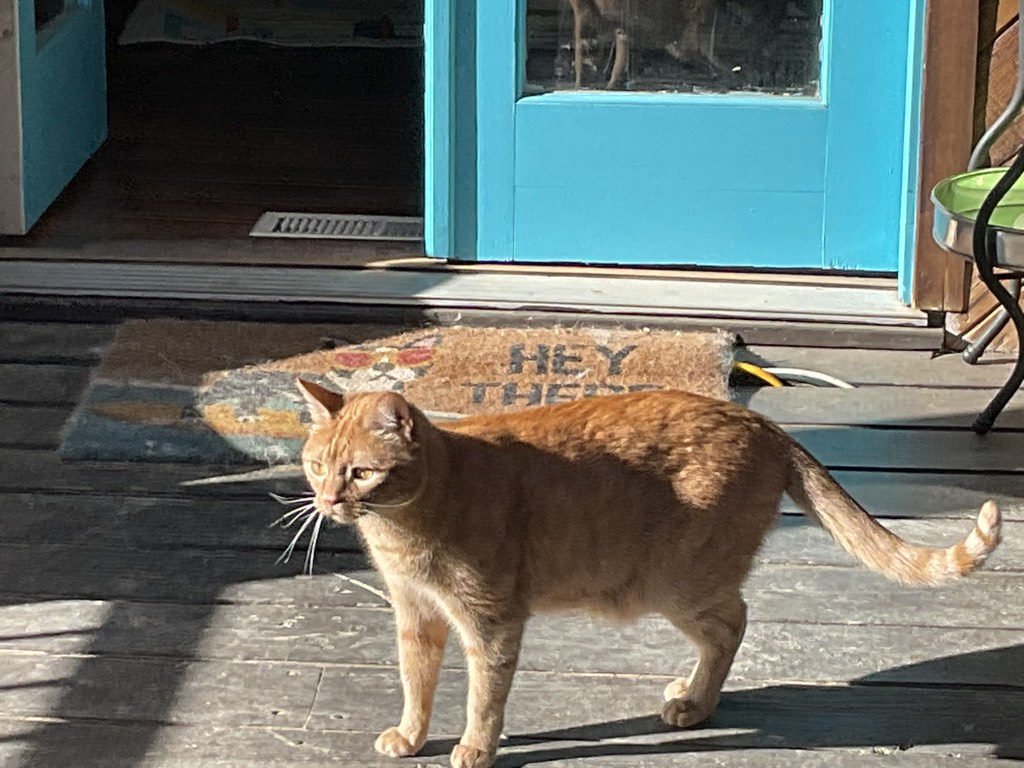 Image for I Love Cats 