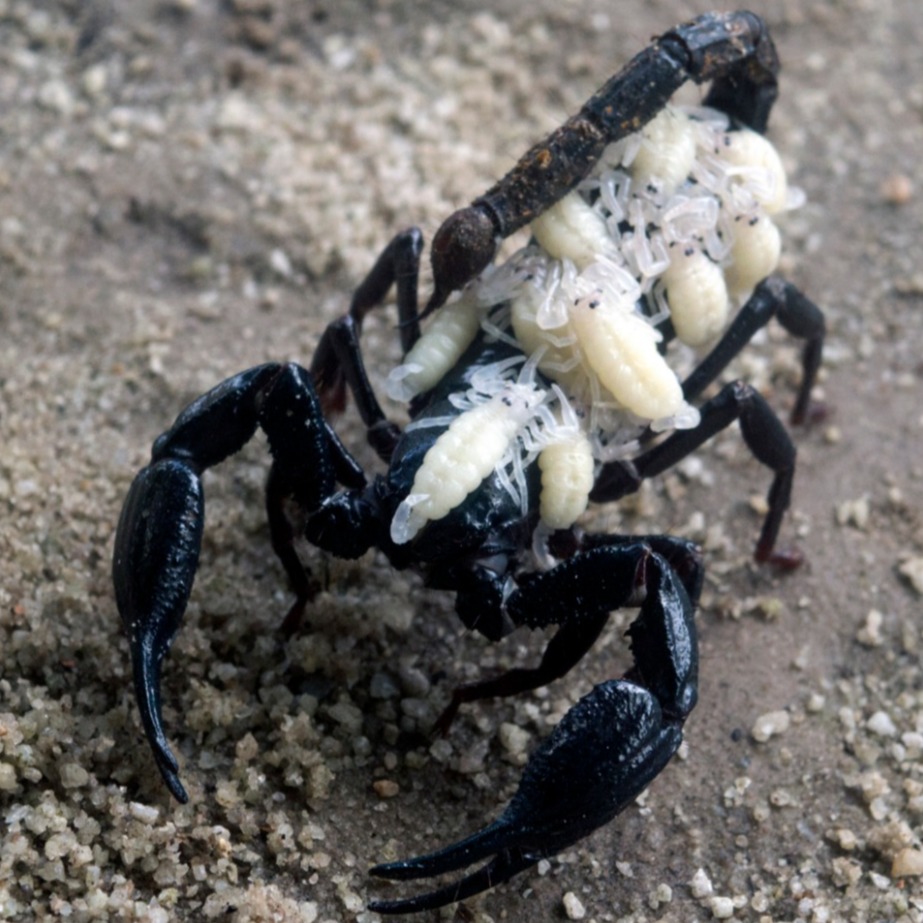 Image for DƐŔ DΛYΛƇҠƐŔZ ƓĿΛM MƐŦΛĿ