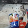 Cover image for 猫とソロキャンプ2番