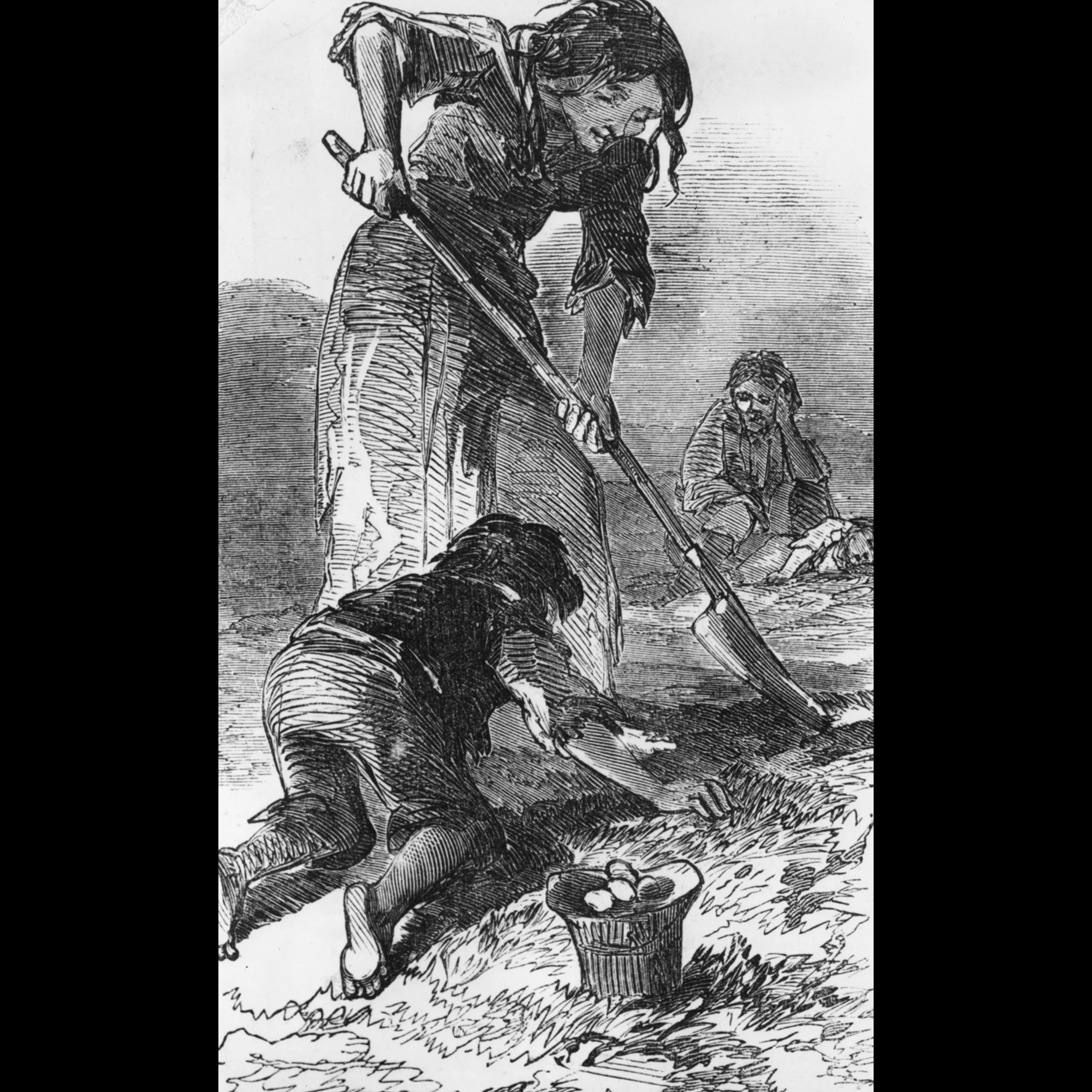 The Great Potato Famine (1845-1852) artwork