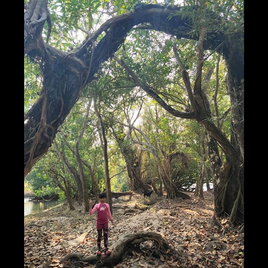 Image for อุโมงค์รากไม้พันปี