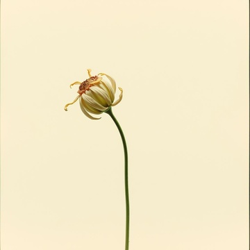 Image for Teardrops