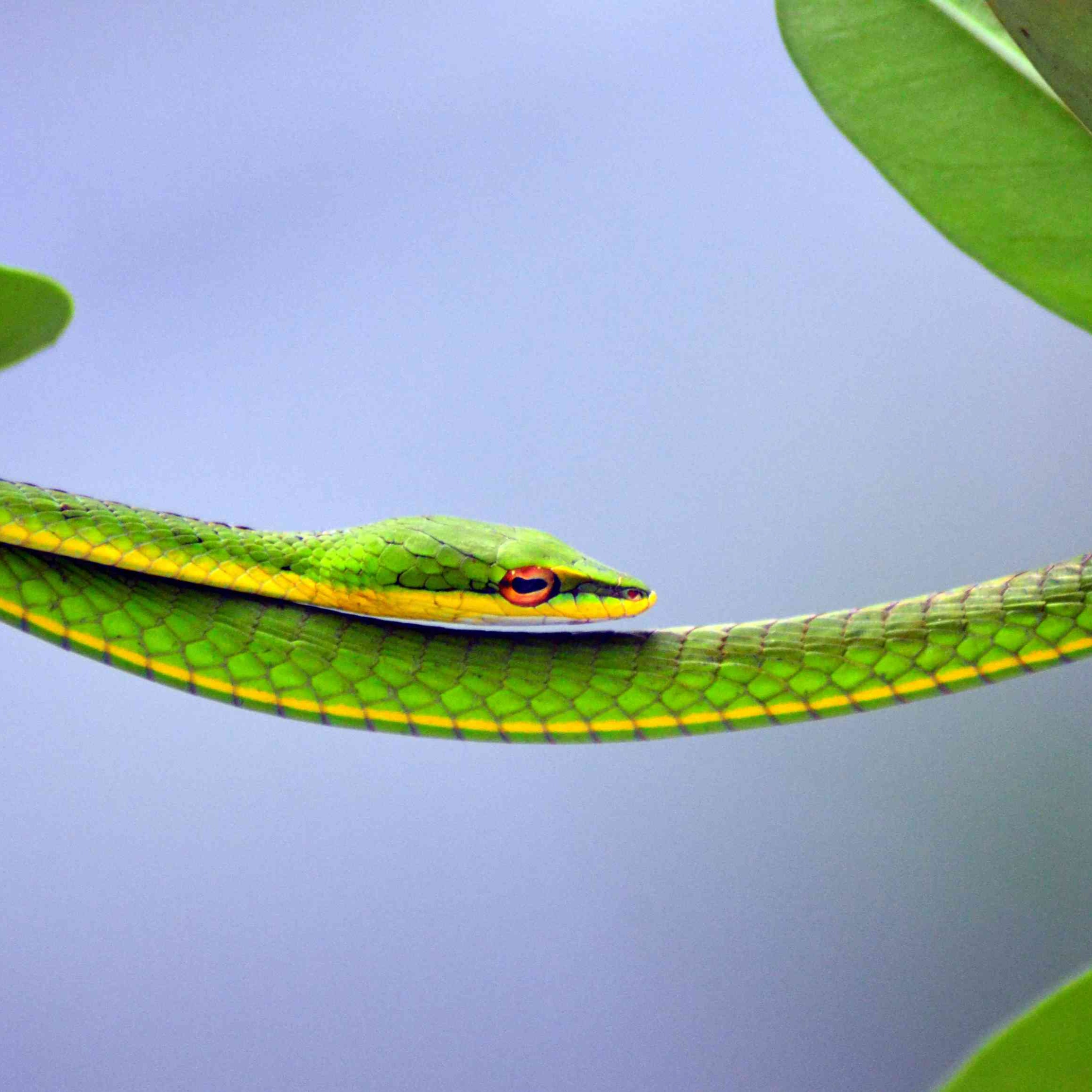 Image for SᏯƐƐŦ ΛƇᎾƱSŦĪƇ ṖƱИҠ ŔᎾƇҠ ĪИSŦŔƱMƐИŦΛĿ