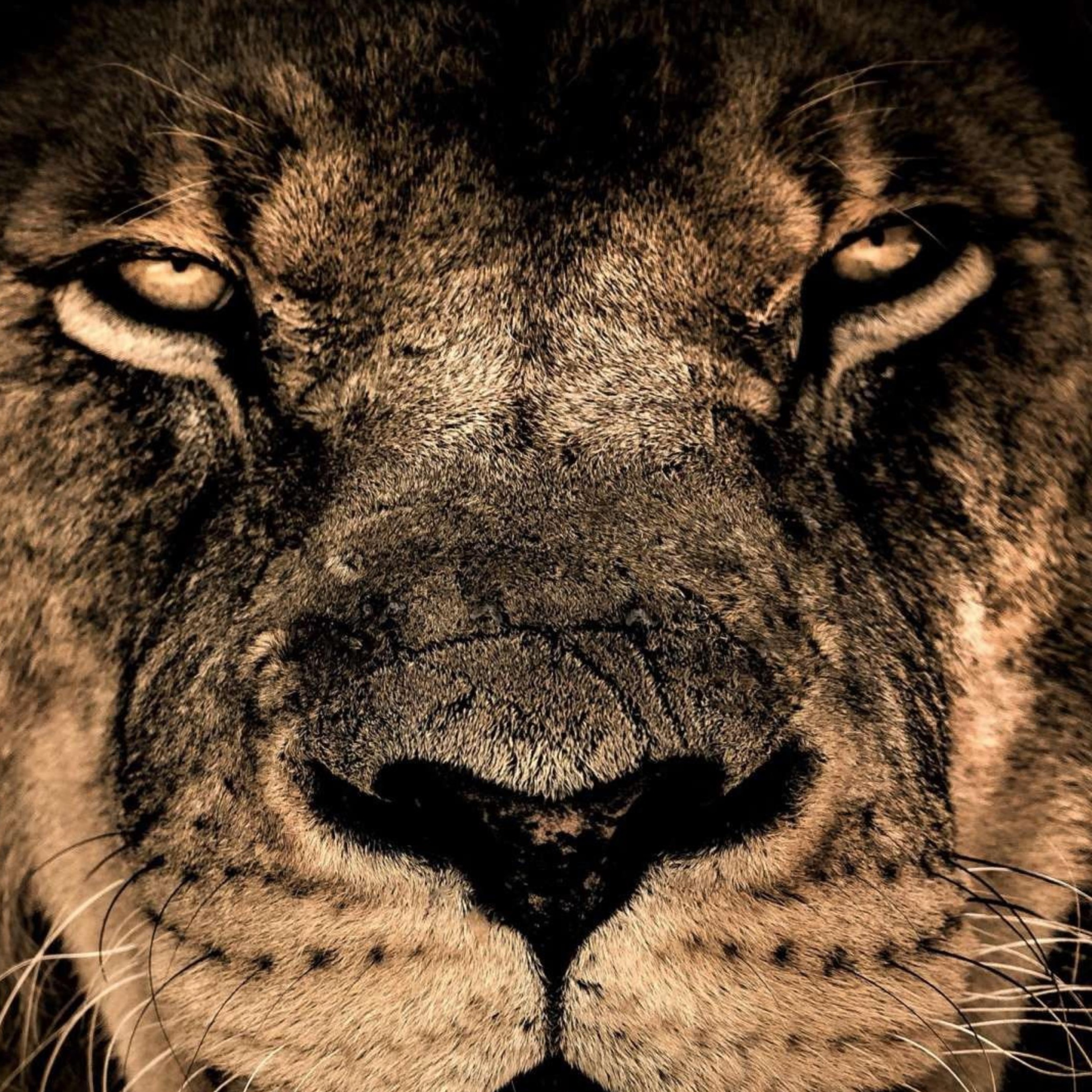 Image for Soul and Blues 