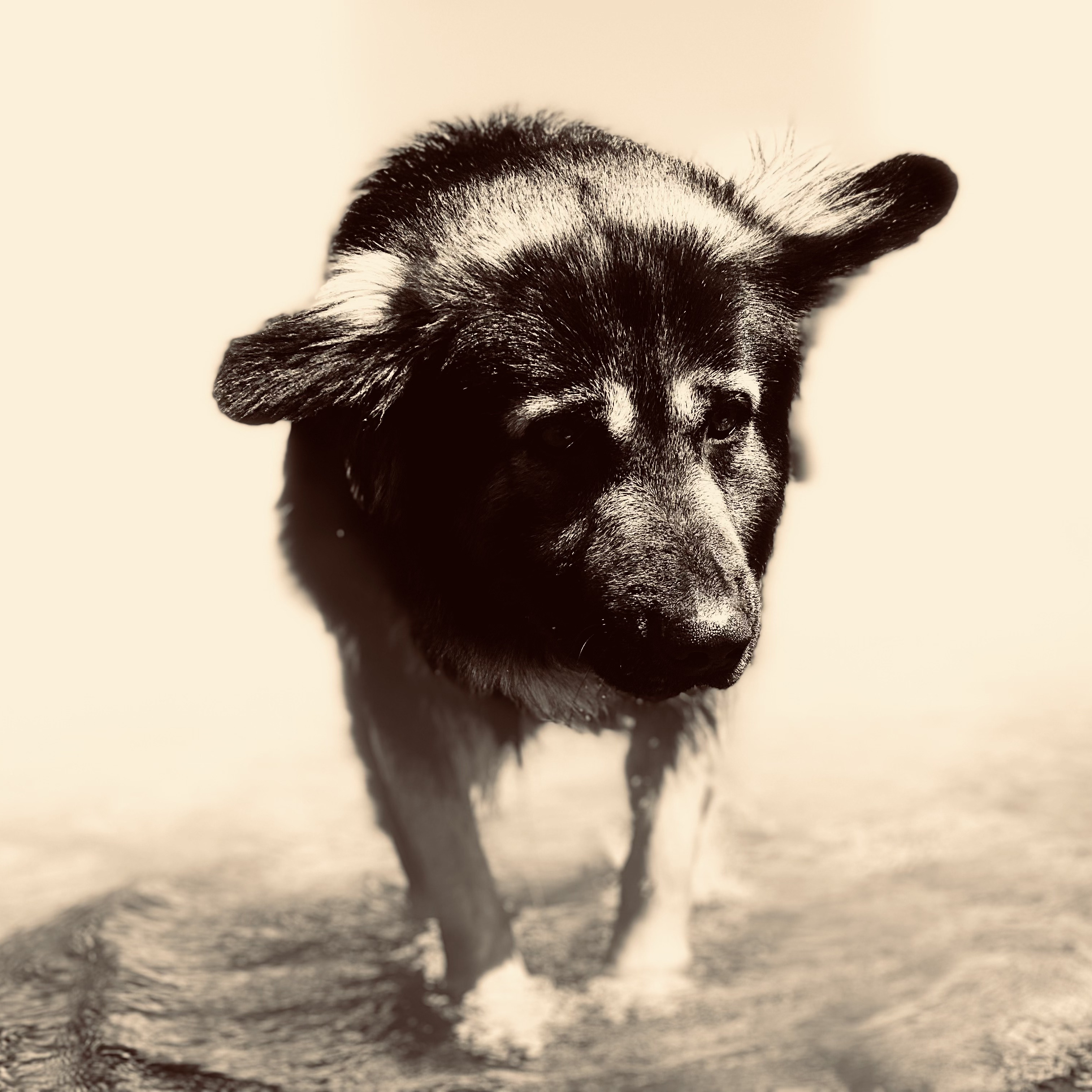 Song Cover Image