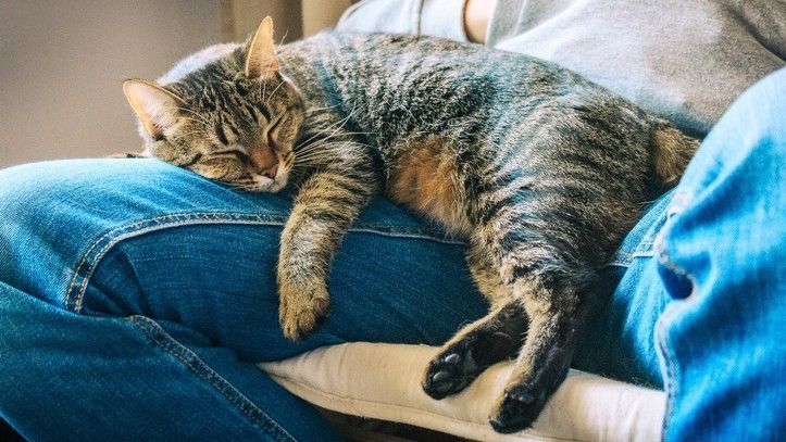 Cat on my Lap artwork
