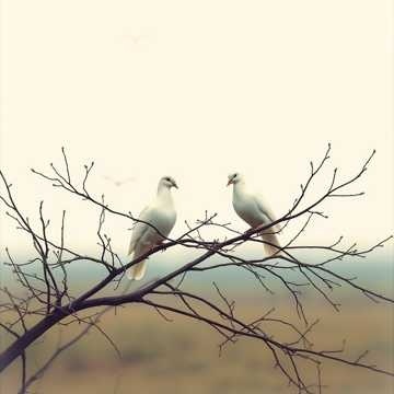 Image for Unidos Por Gracia  (Spanish) - United in Grace