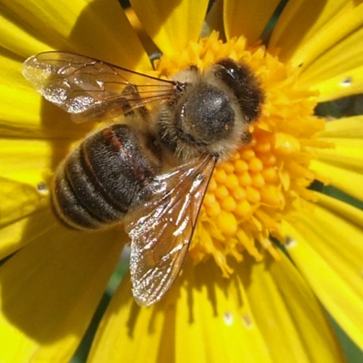 Image for Bee
