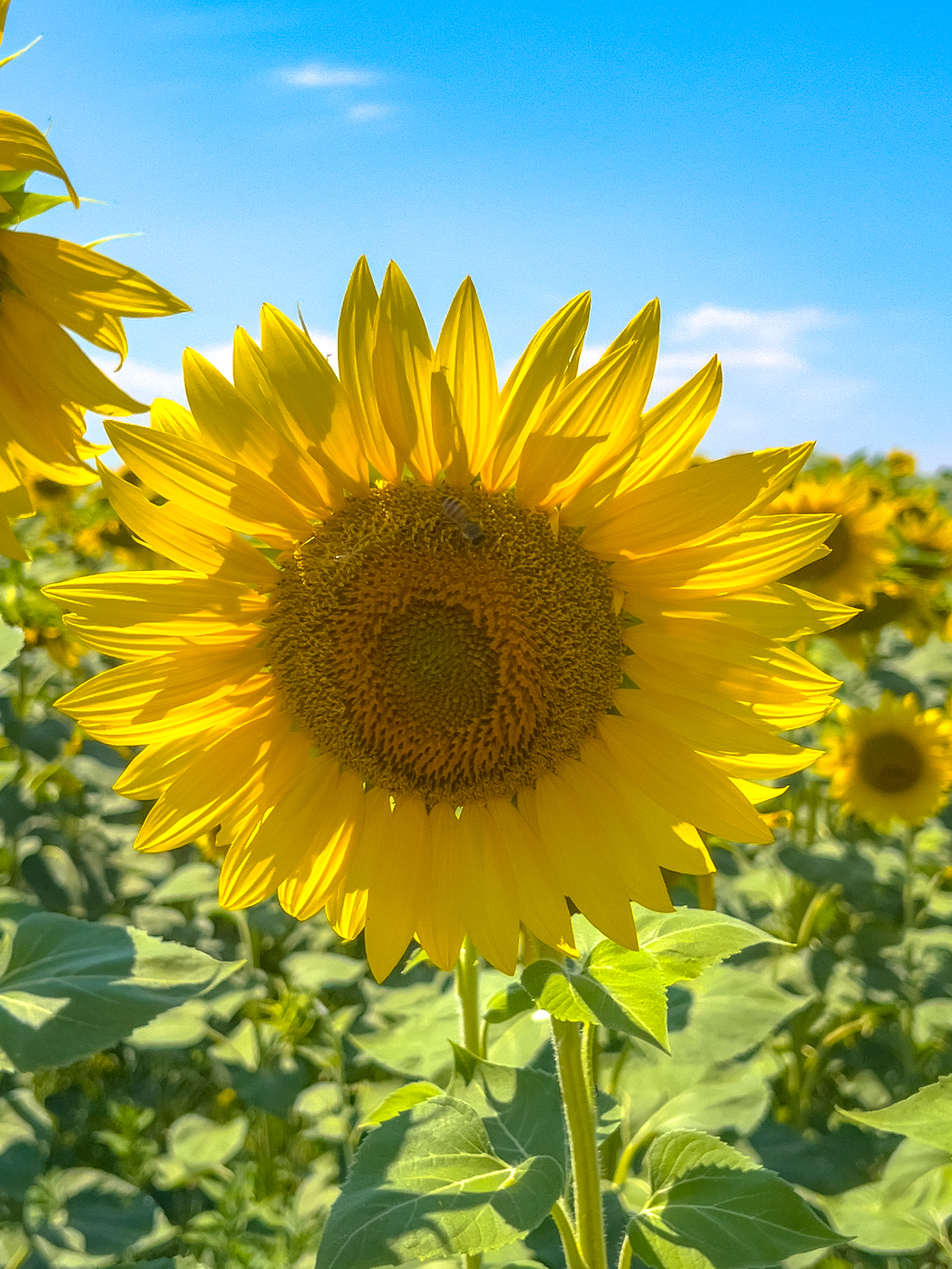 Sunflowers artwork