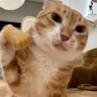 Image for ✨😺БОМБАТРОН!!!!😺✨