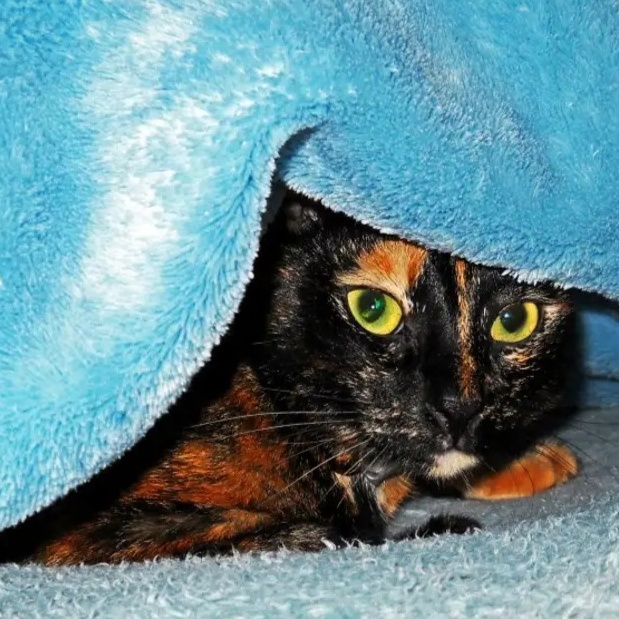 Image for Probably Should Have Just Gone To Sleep