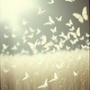 Cover image for Dark Wings Fall
