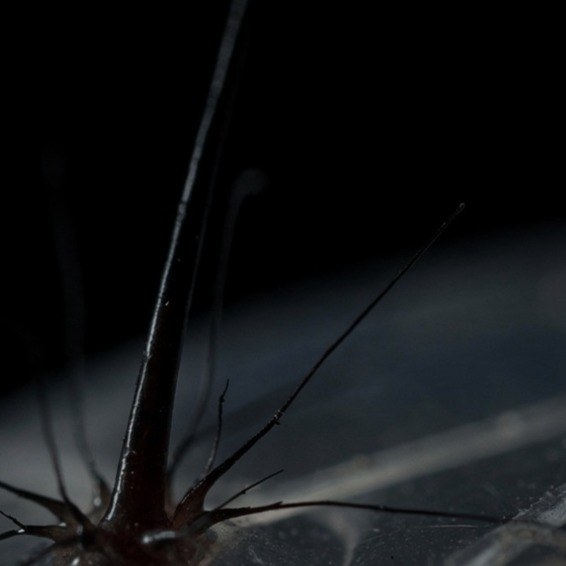 4. Thirst (A) : Parasitic artwork