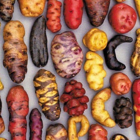 The Potato Song artwork