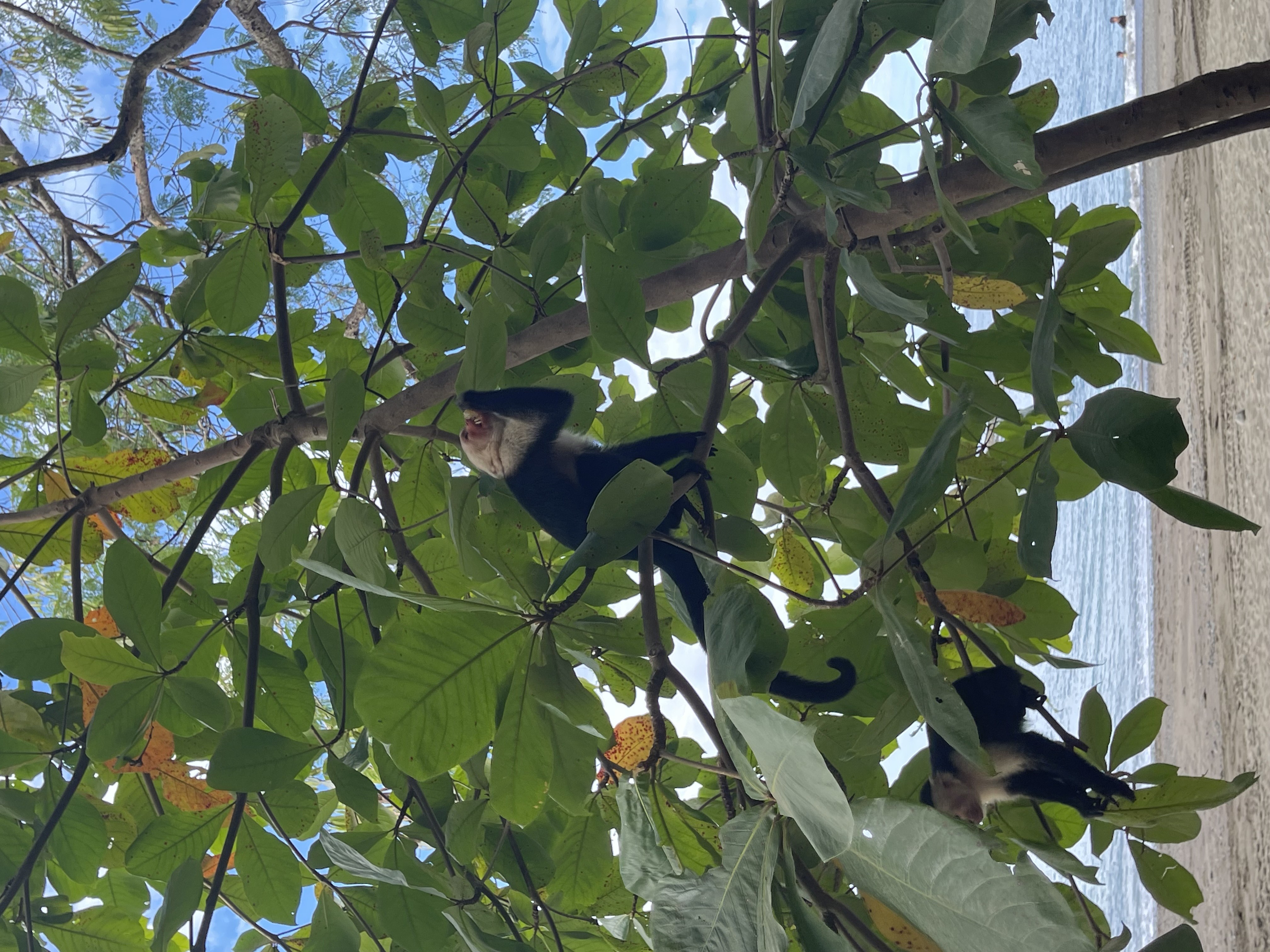 Monkeys on the Beach (Pura Vida Swing) artwork