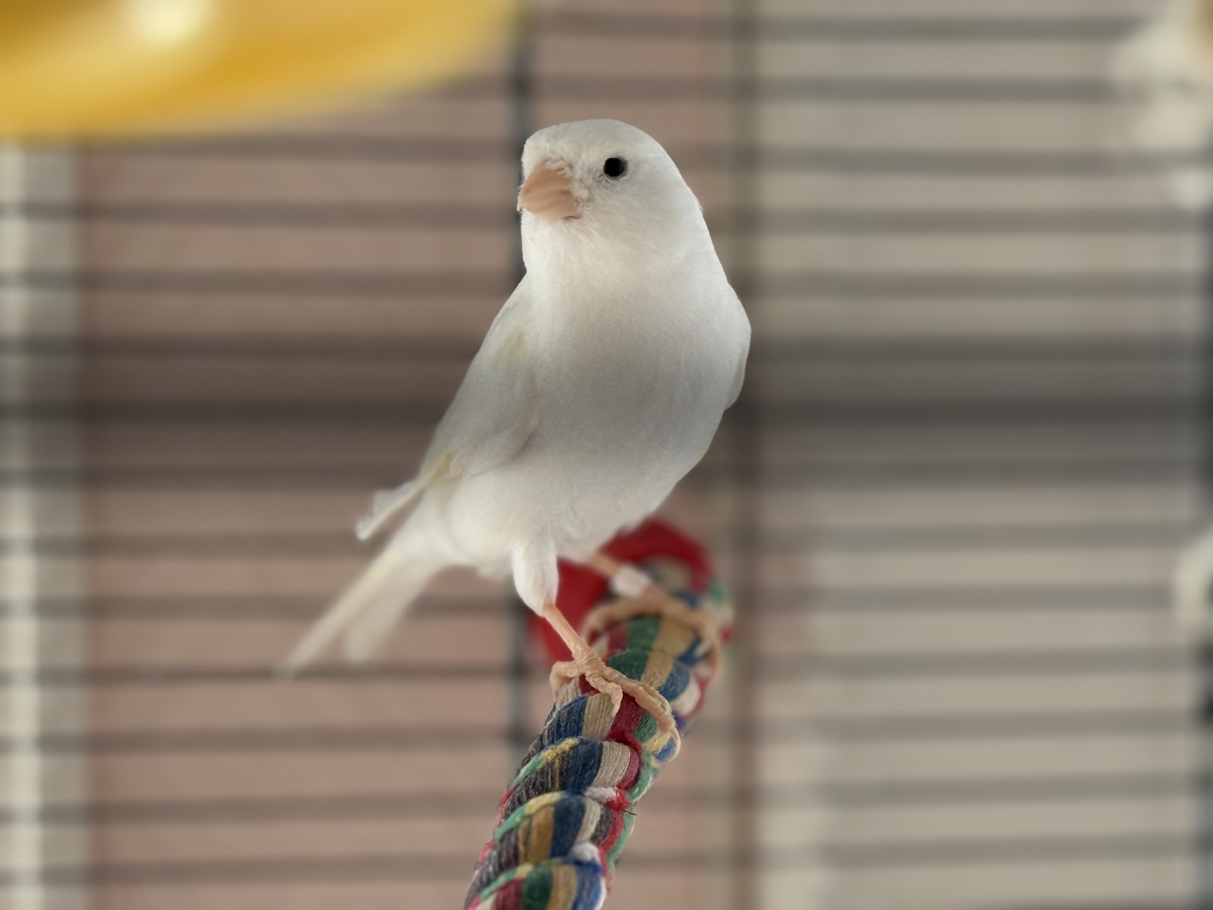 Fågel i en bur artwork