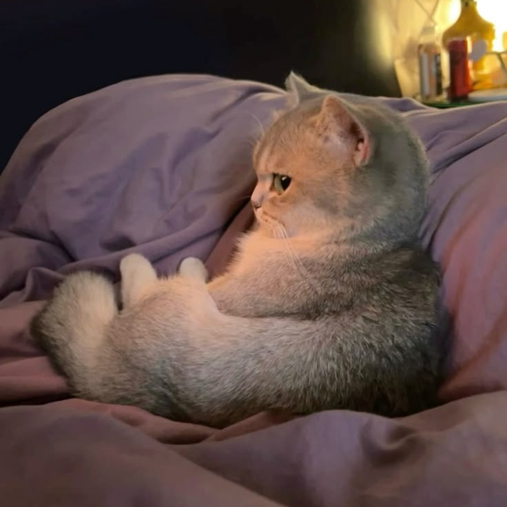 Persona image for El Gato