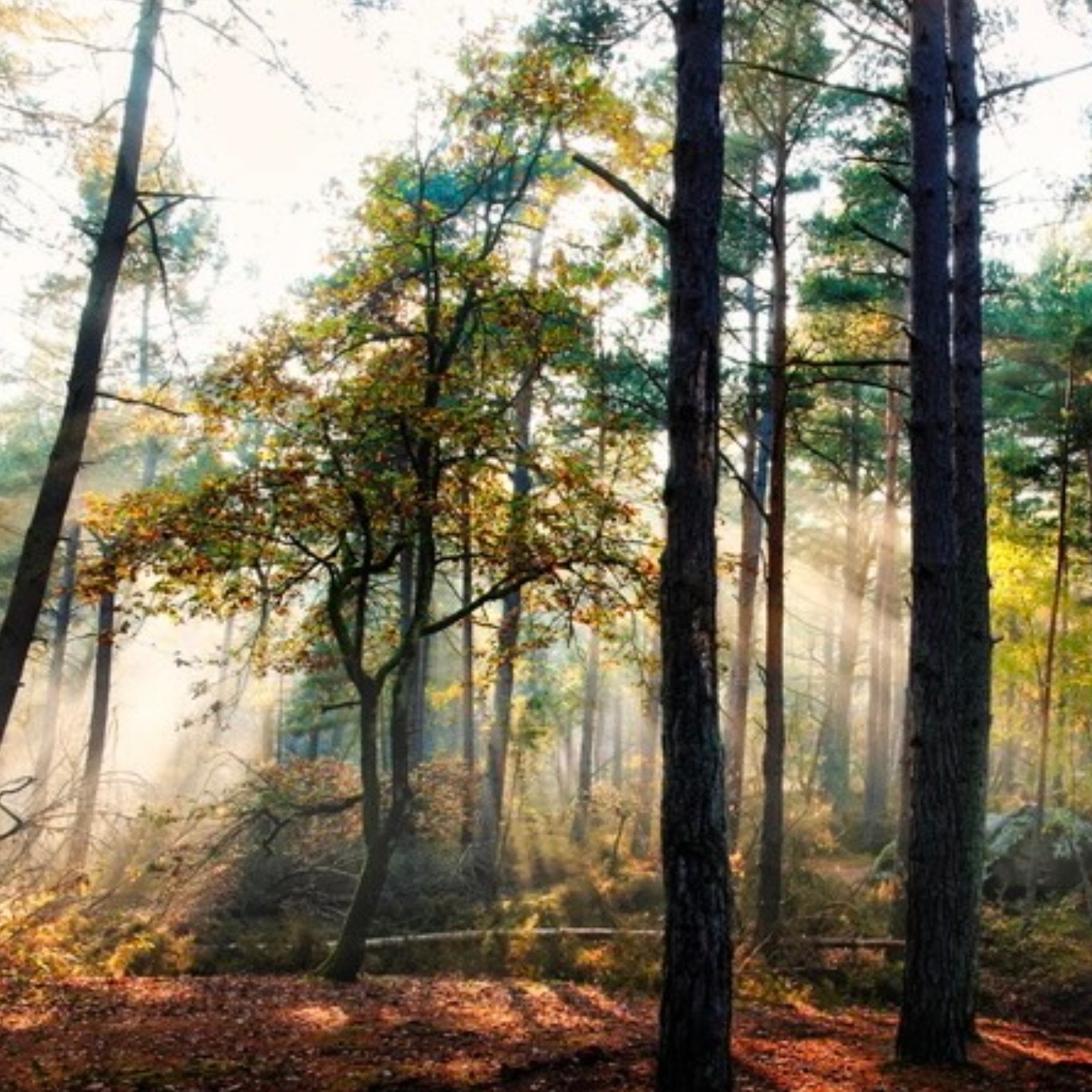 le désert de sable de la forêt artwork