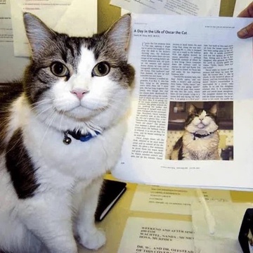 Image for Therapy Cat