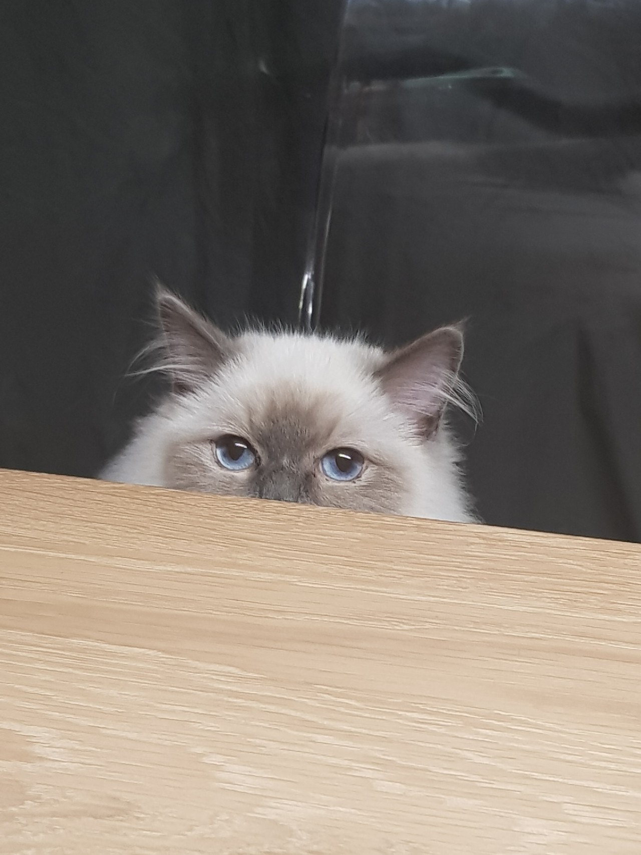 Alice Was a Blue-Eyed Star artwork