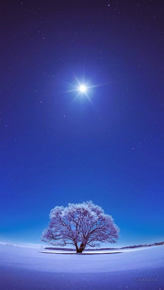 Image for ･.｡:* Into the Winter Sky ✧･.｡:* 