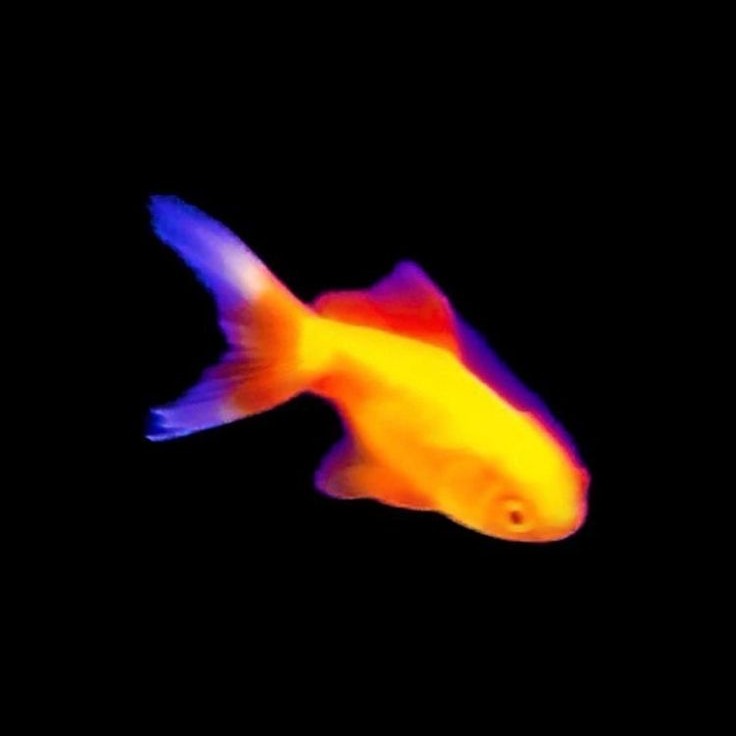 Persona image for  cold