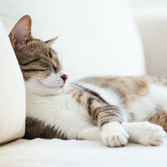 Image for Songs by my bro ❄️Vfrost❄️