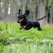 Sausage dog artwork