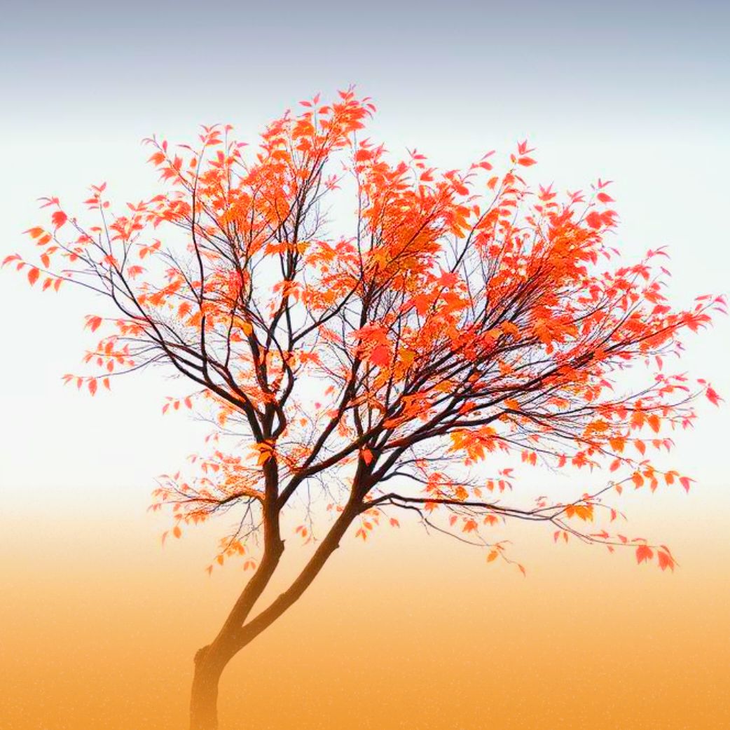 Image for お気に入り