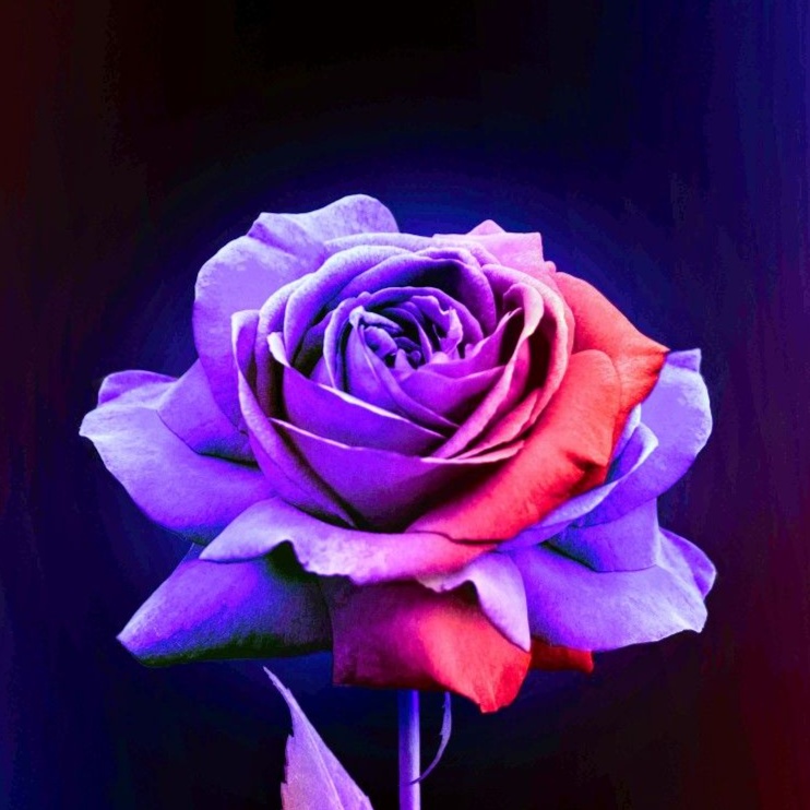 Image for my favorite (Chrixoz)