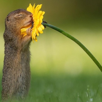 Image for Spring Demo