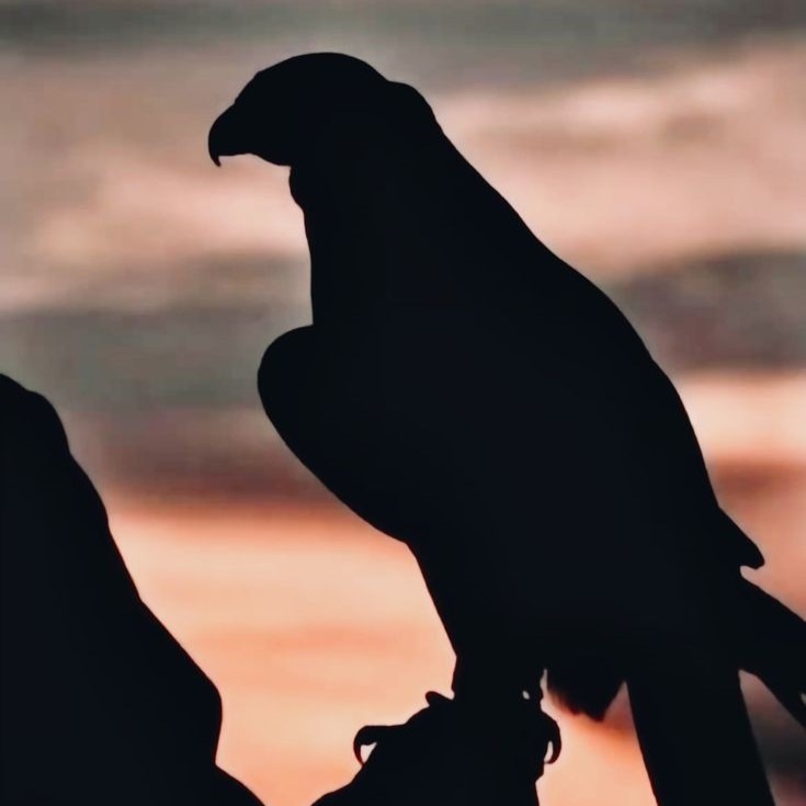 The Falconer's Song artwork