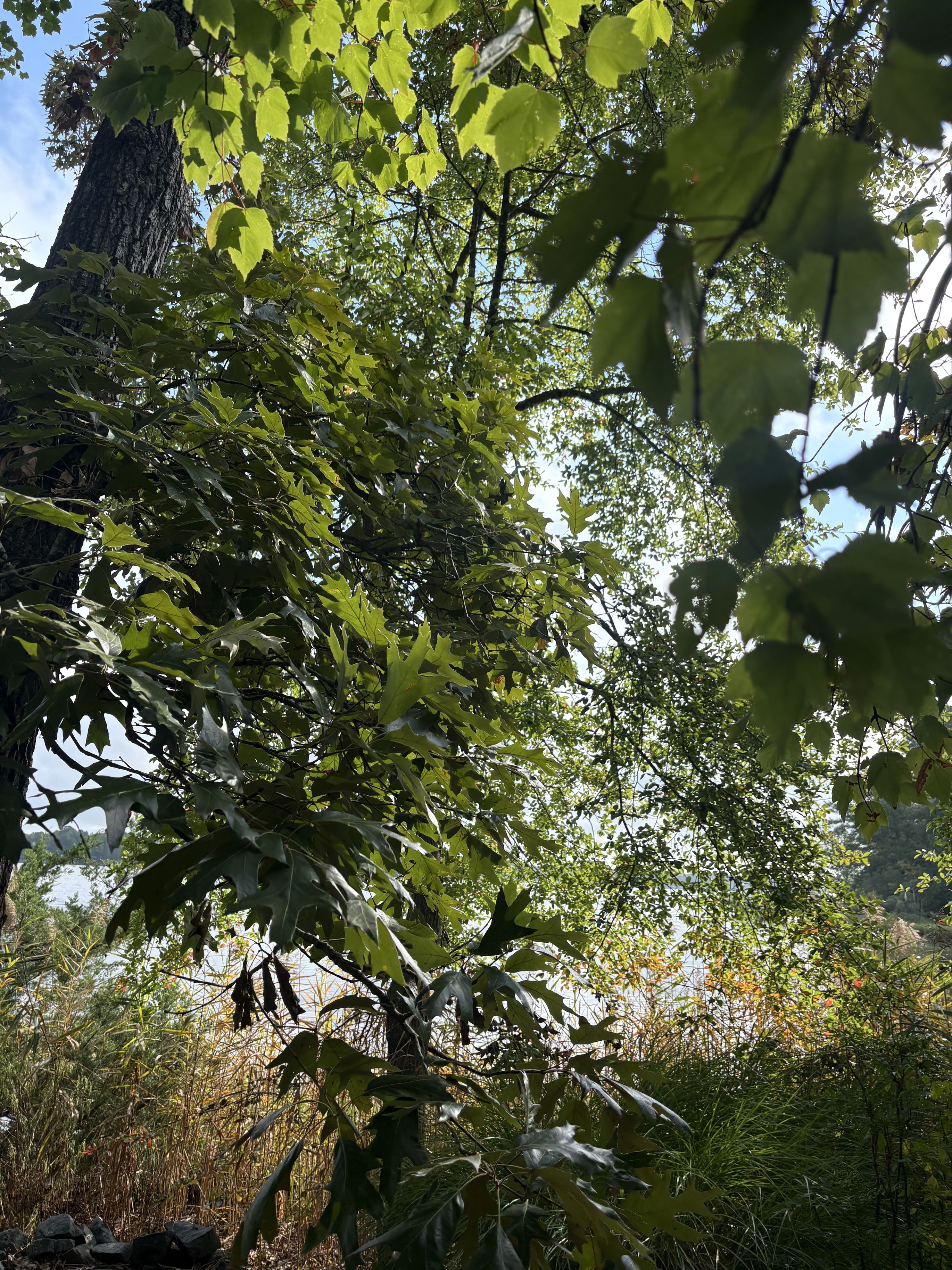 Beyond the Trees artwork