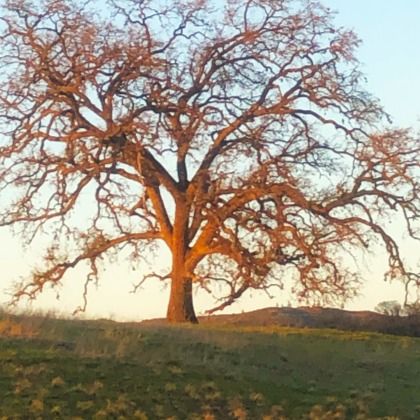 Holy Tree artwork