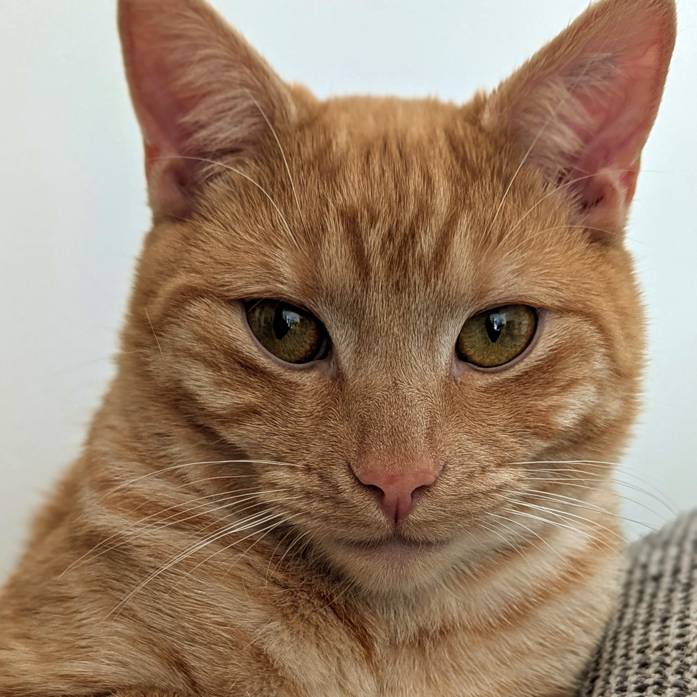 Image for Songs about pets