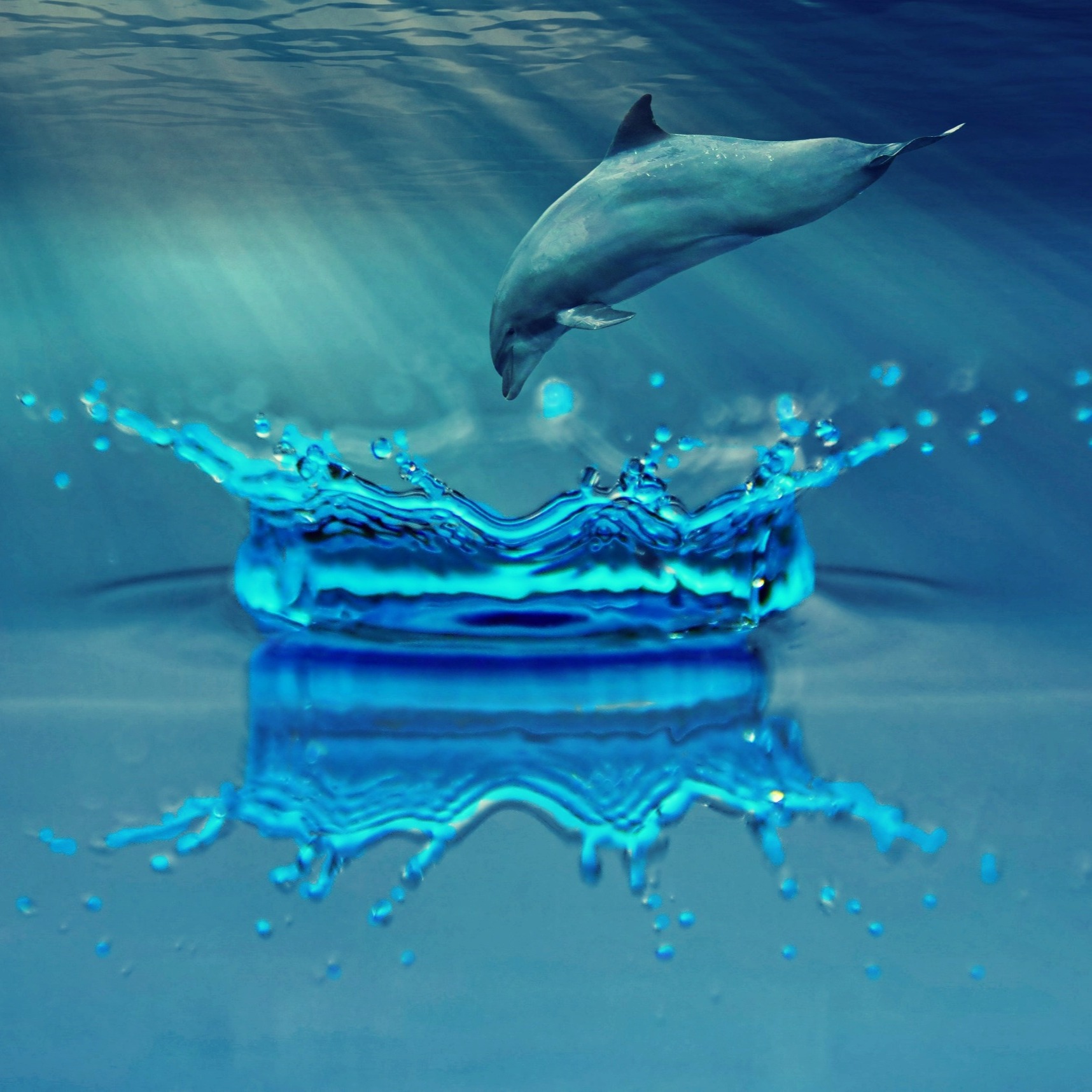 Dolphin Waves Instrumental artwork