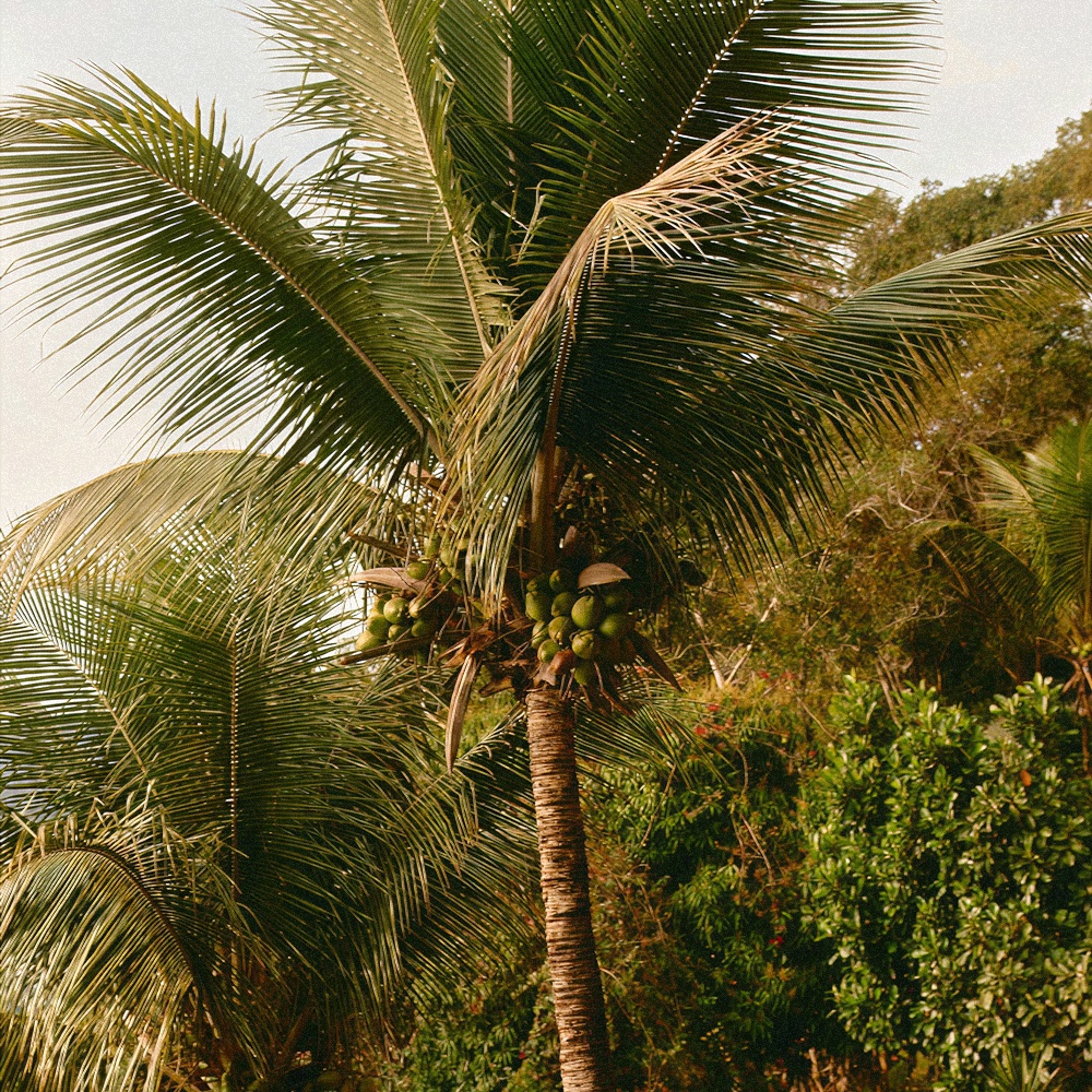 Image for island boy