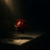 Rosenschatten 