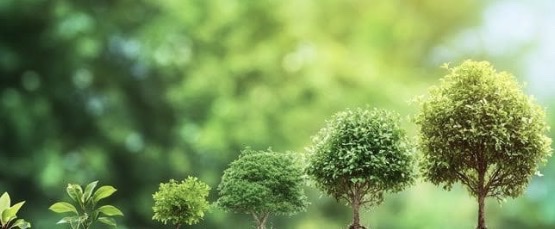 Growth artwork
